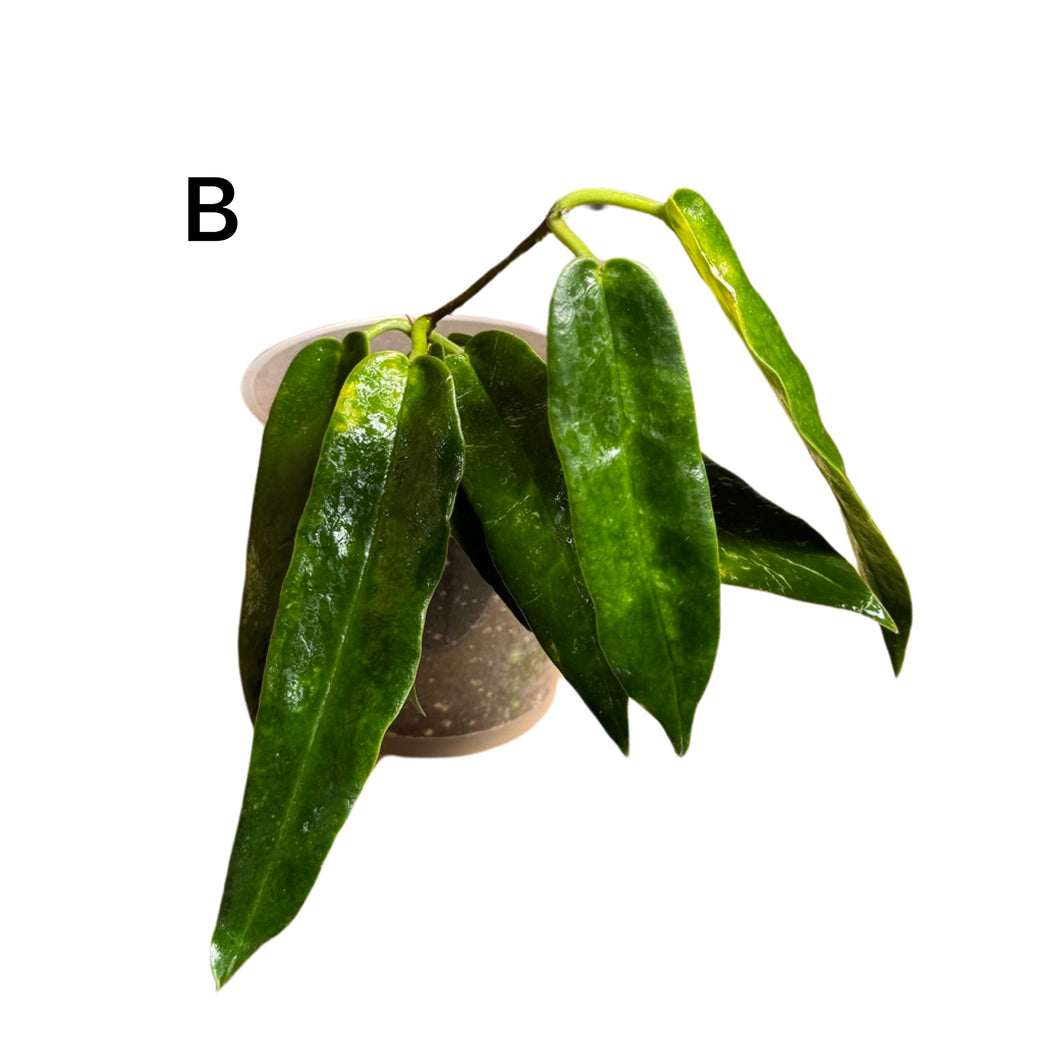 Hoya archboldiana - Root Houseplants