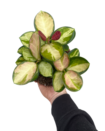Hoya australis ssp. tenuipes 'Lisa' - Root Houseplants