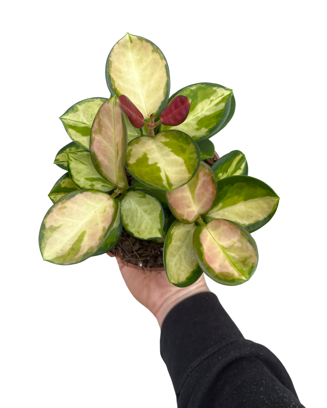 Hoya australis ssp. tenuipes 'Lisa' - Root Houseplants