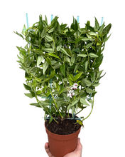 Charger l&#39;image dans la galerie, Hoya bella - Root Houseplants
