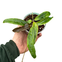 Charger l&#39;image dans la galerie, Hoya bordenii - Root Houseplants
