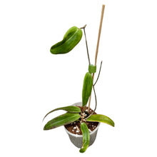 Charger l&#39;image dans la galerie, Hoya bordenii - Root Houseplants
