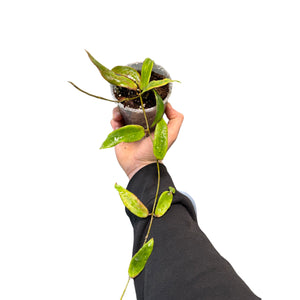 Hoya bordenii - Root Houseplants