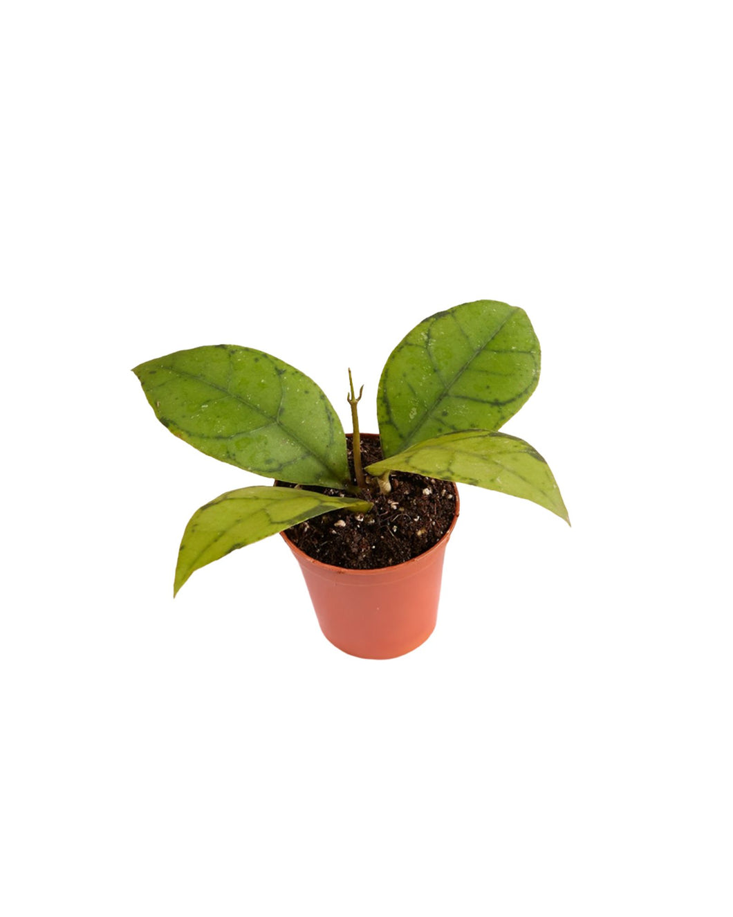 Hoya callistophylla - Root Houseplants