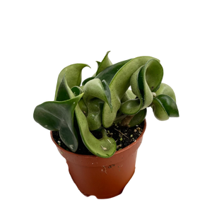 Hoya carnosa 'Compacta' - Root Houseplants