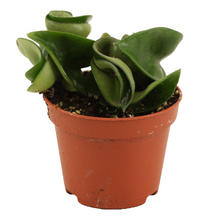 Charger l&#39;image dans la galerie, Hoya carnosa &#39;Compacta&#39; - Root Houseplants
