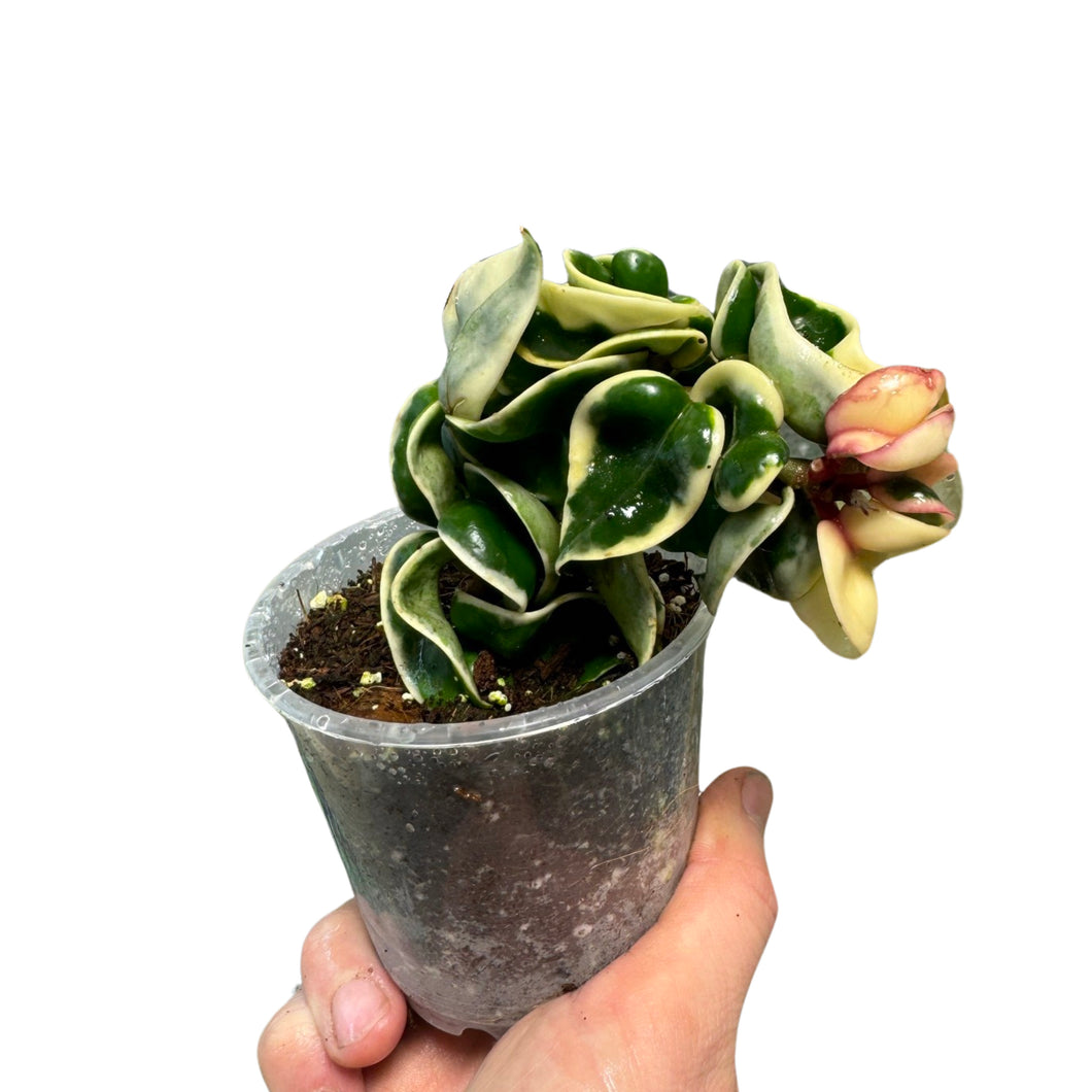 Hoya carnosa 'Compacta Variegata' - Root Houseplants