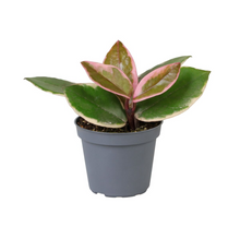 Load image into Gallery viewer, Hoya carnosa &#39;Flamingo Dream&#39; - Root Houseplants
