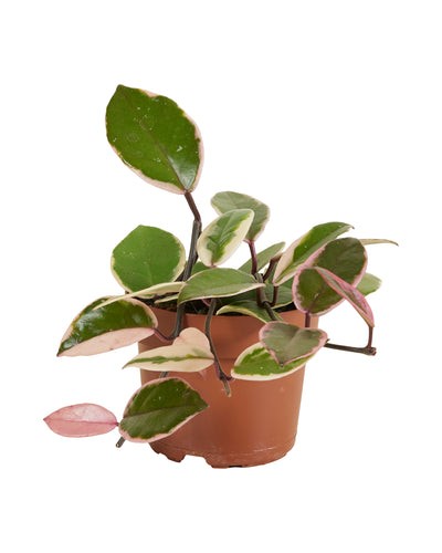 Hoya carnosa 'Flamingo Dream' - Root Houseplants