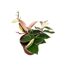 Load image into Gallery viewer, Hoya carnosa &#39;Krimson Queen&#39; - Root Houseplants
