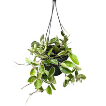 Load image into Gallery viewer, Hoya carnosa &#39;Krimson Queen&#39; - Root Houseplants
