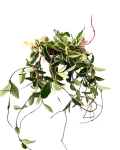 Hoya carnosa 'Krimson Queen' - Root Houseplants