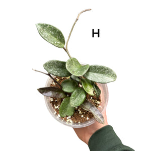 Hoya carnosa 'Nova Ghost' - Root Houseplants
