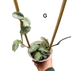 Hoya carnosa 'Nova Ghost' - Root Houseplants