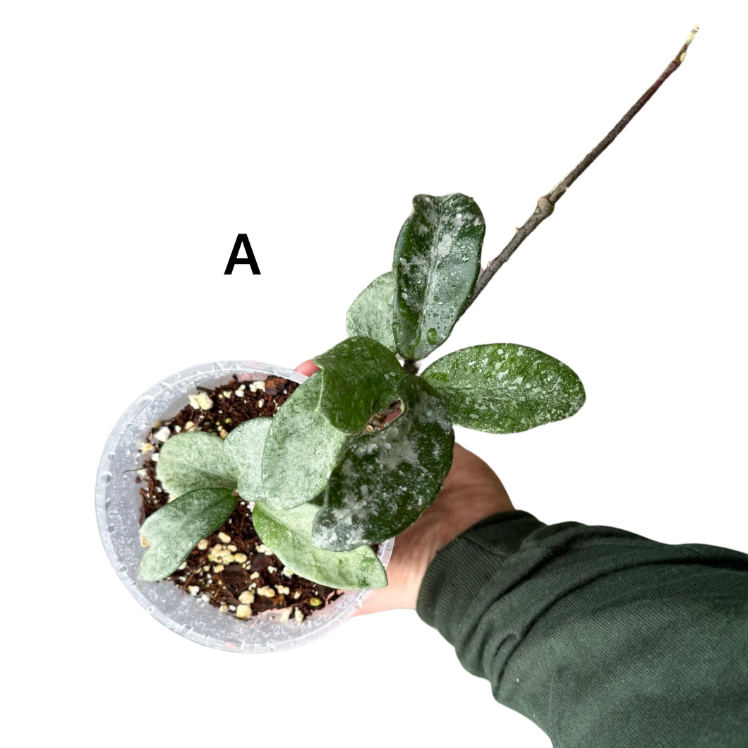 Hoya carnosa 'Nova Ghost' - Root Houseplants