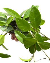 Load image into Gallery viewer, Hoya carnosa - Root Houseplants
