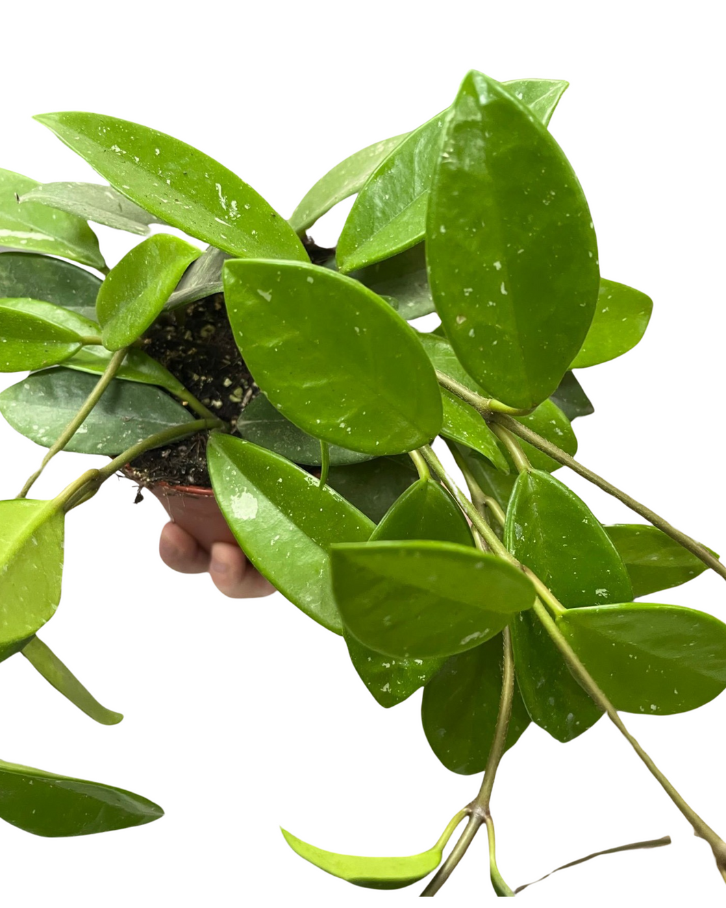 Hoya carnosa - Root Houseplants