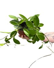 Load image into Gallery viewer, Hoya carnosa - Root Houseplants
