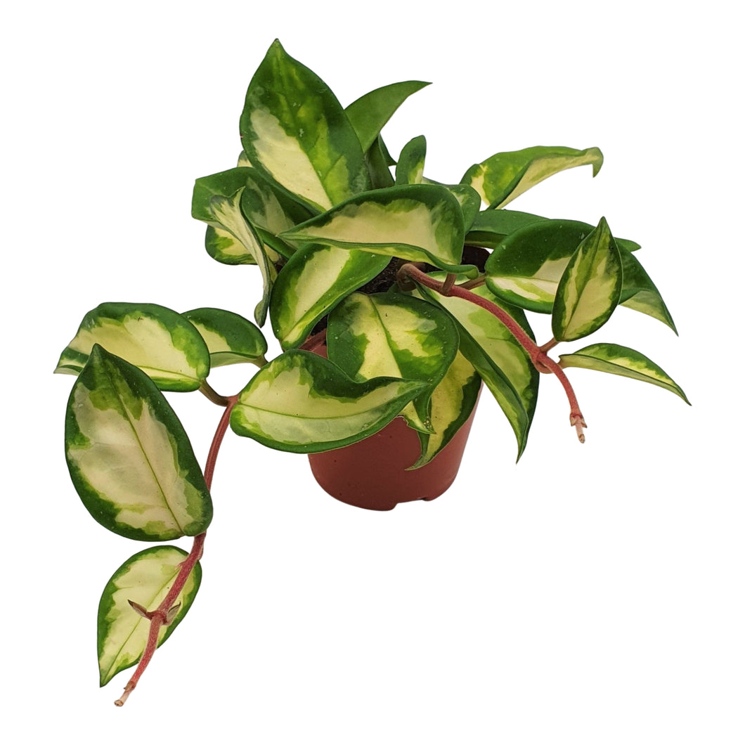 Hoya carnosa 'Tricolour' - Root Houseplants