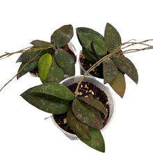 Load image into Gallery viewer, Hoya caudata &#39;Sumatra&#39; - Root Houseplants
