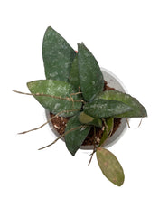 Load image into Gallery viewer, Hoya caudata &#39;Sumatra&#39; - Root Houseplants
