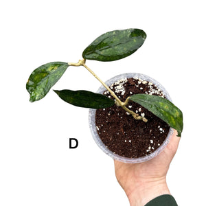 Hoya clemensiorum - Root Houseplants