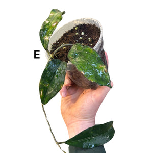 Hoya clemensiorum - Root Houseplants