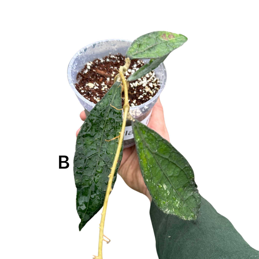 Hoya clemensiorum - Root Houseplants
