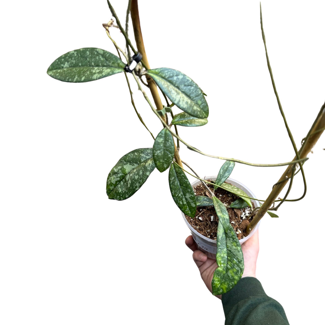 Hoya crassipetiolata 'Splash' - Root Houseplants