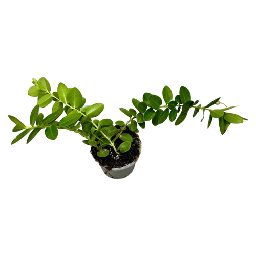 Hoya cumingiana - Root Houseplants