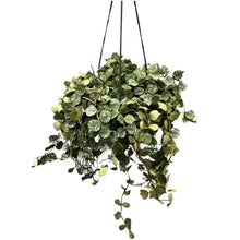 Charger l&#39;image dans la galerie, Hoya curtisii - Root Houseplants
