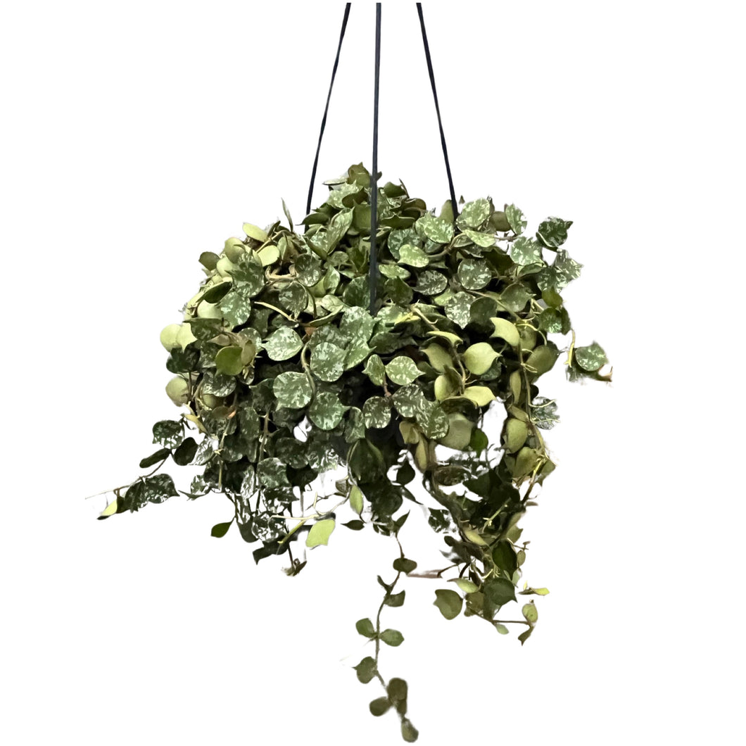 Hoya curtisii - Root Houseplants