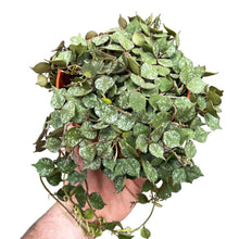 Charger l&#39;image dans la galerie, Hoya curtisii - Root Houseplants
