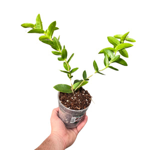 Hoya densifolia - Root Houseplants