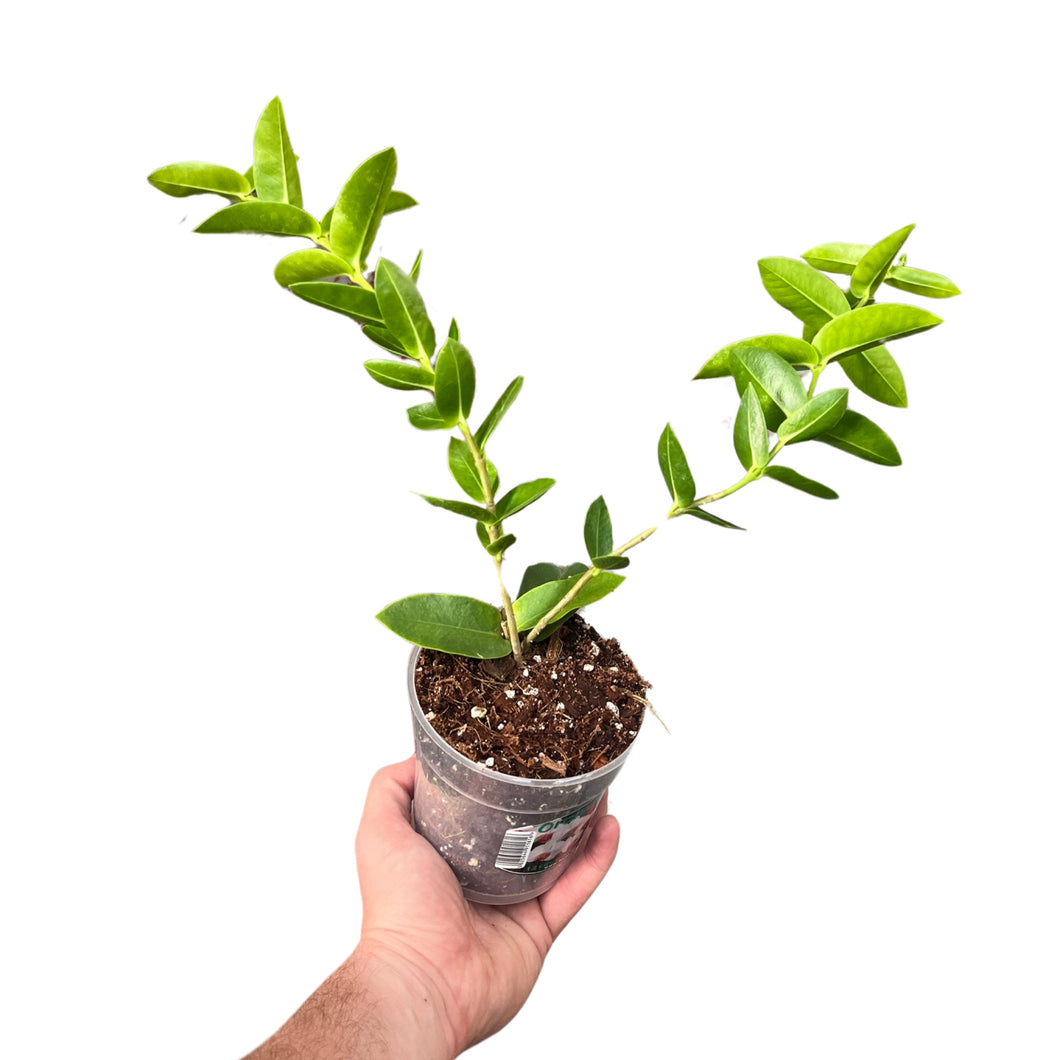 Hoya densifolia - Root Houseplants