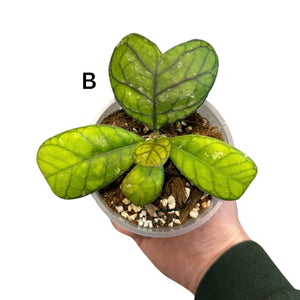 Hoya deykei - Root Houseplants