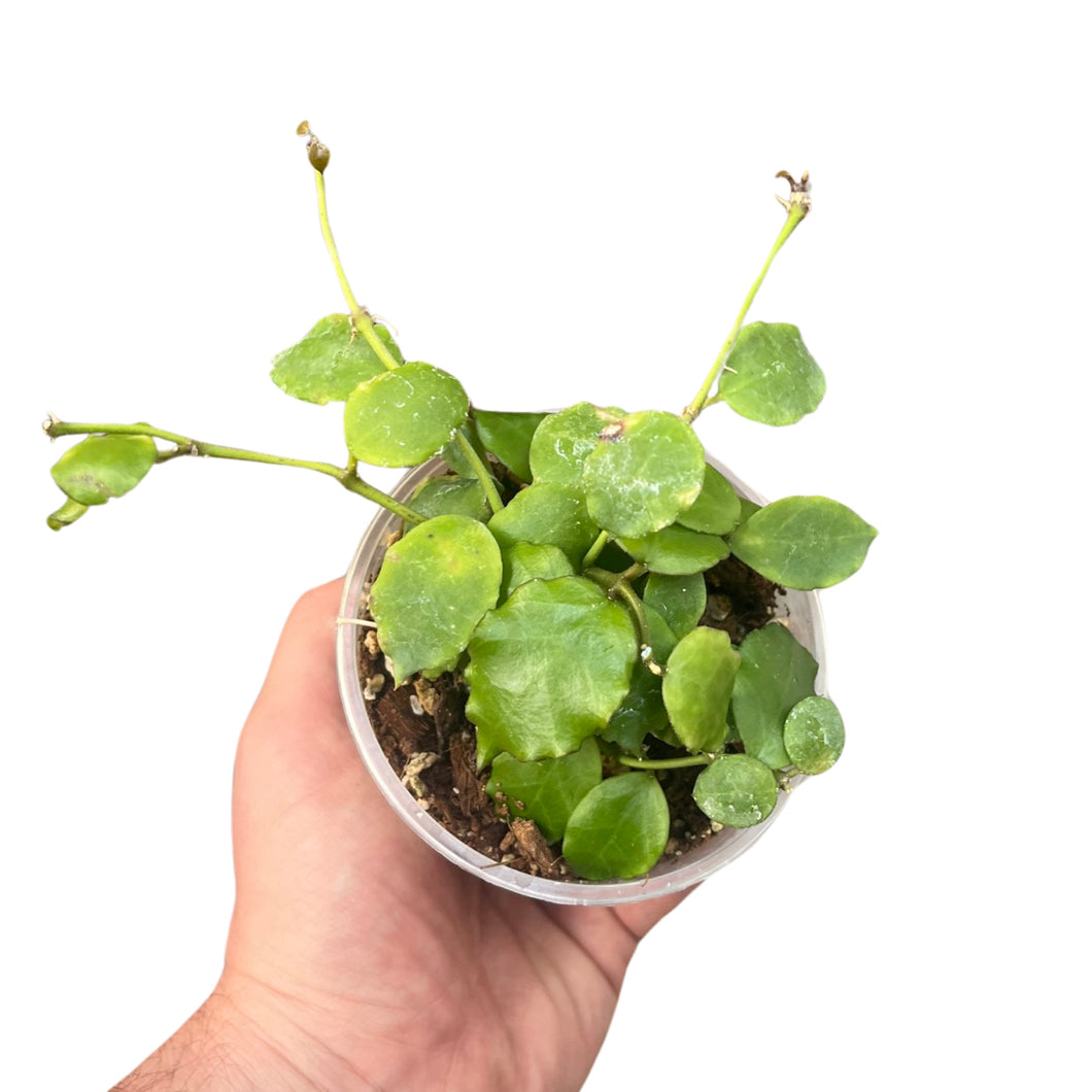 Hoya endauensis - Root Houseplants