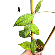 Charger l&#39;image dans la galerie, Hoya finlaysonii - Root Houseplants
