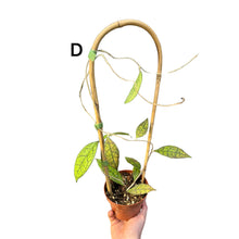 Charger l&#39;image dans la galerie, Hoya finlaysonii - Root Houseplants
