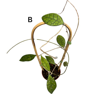 Hoya finlaysonii - Root Houseplants