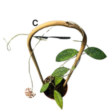 Charger l&#39;image dans la galerie, Hoya finlaysonii - Root Houseplants
