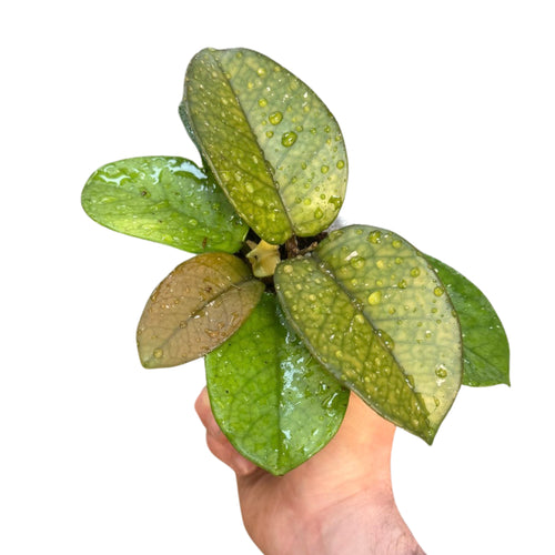 Hoya fungii - Root Houseplants