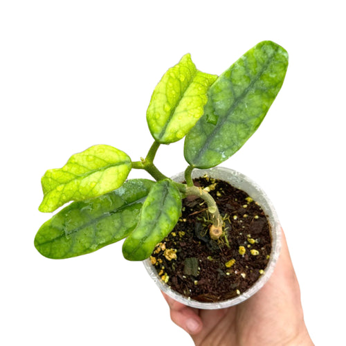 Hoya globulosa (syn. Hoya villosa) - Root Houseplants