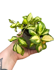 Hoya heuschkeliana 'Variegata' - Root Houseplants
