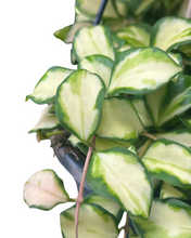 Charger l&#39;image dans la galerie, Hoya heuschkeliana &#39;Variegata&#39; - Root Houseplants
