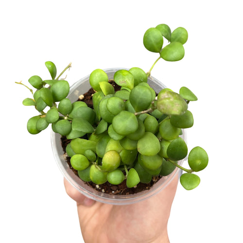 Hoya heuschkeliana (Yellow flower) - Root Houseplants