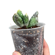 Charger l&#39;image dans la galerie, Hoya imbricata - Root Houseplants
