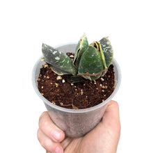 Charger l&#39;image dans la galerie, Hoya imbricata - Root Houseplants
