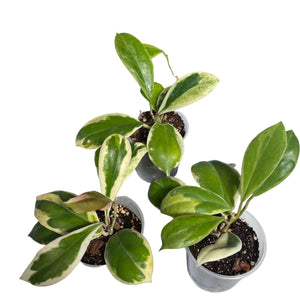 Hoya incrassata 'Eclipse' - Root Houseplants