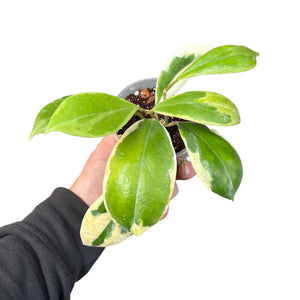 Hoya incrassata 'Eclipse' - Root Houseplants